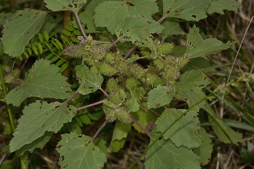 Ophraella communa, Crisomelide esotico